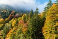 Colorful autumn forest in the mountains in the morning sun in the clouds