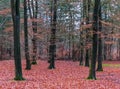 Colorful autumn forest scenery, Fallen leaves on the ground, Seasonal nature background