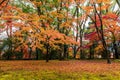 Colorful of autumn forest scenery in Japan