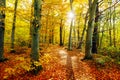 Colorful Autumn Forest Trees Landscape In Northern Germany