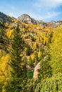 Colorful autumn forest in xinjiang