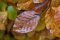 Colorful autumn garden leafs