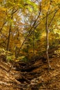 Colorful Autumn hillside with small stream Royalty Free Stock Photo