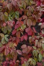 Colorful autumn ivy leaves wall in the park. Nature abstract concept Royalty Free Stock Photo