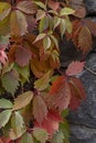 Colorful autumn ivy leaves wall in the park. Nature abstract concept Royalty Free Stock Photo