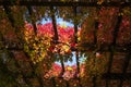 WrocÃâaw Fountain Pergola. Colorful autumn ivy on roof.