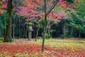 Colorful Autumn at Koto-in Temple in Kyoto