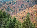 Colorful autumn landscape in the Carpathian Mountains, Romania. Autumn forest scenery