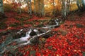 Colorful autumn foresy, stunning autumn dawn landscape, river in autumn forest, amazing panoramic nature scenery. Royalty Free Stock Photo
