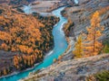 Colorful autumn landscape with golden leaves on trees along wide turquoise mountain river in misty morning. Awesome alpine scenery