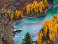 Colorful autumn landscape with golden leaves on trees turquoise stormy mountain river in sunshine. Bright scenery with Argut Royalty Free Stock Photo