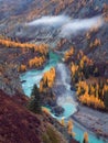 Colorful autumn landscape with golden leaves on trees turquoise stormy mountain river in sunshine. Bright scenery with Argut