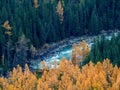 Colorful autumn landscape with golden leaves on trees turquoise stormy mountain river in sunshine. Bright scenery with Argut Royalty Free Stock Photo