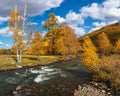 Colorful autumn landscape with golden leaves on trees turquoise stormy mountain river in sunshine. Bright scenery with mountain