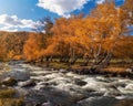 Colorful autumn landscape with golden leaves on trees turquoise stormy mountain river in sunshine. Bright scenery with mountain