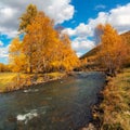 Colorful autumn landscape with golden leaves on trees turquoise stormy mountain river in sunshine. Bright scenery with mountain