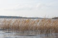 Colorful autumn landscape - lot of reeds growing in water. Royalty Free Stock Photo