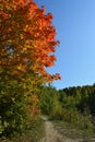 Colorful autumn landscape with maple trees near walking path Royalty Free Stock Photo