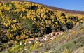 Colorful autumn landscape in the mountain village. Royalty Free Stock Photo