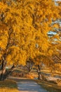 Colorful autumn landscape