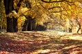 Colorful autumn landscape.Nature background.gorgeous forest in a