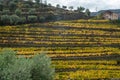 Colorful autumn landscape of oldest wine region in world Douro valley in Portugal, different varietes of grape vines growing on