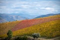 Colorful autumn landscape of oldest wine region in world Douro valley in Portugal, different varietes of grape vines growing on Royalty Free Stock Photo