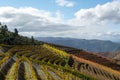 Colorful autumn landscape of oldest wine region in world Douro valley in Portugal, different varietes of grape vines growing on Royalty Free Stock Photo