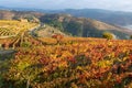 Colorful autumn landscape of oldest wine region in world Douro valley in Portugal, different varietes of grape vines growing on Royalty Free Stock Photo