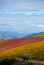 Colorful autumn landscape of oldest wine region in world Douro valley in Portugal, different varietes of grape vines growing on Royalty Free Stock Photo