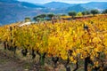 Colorful autumn landscape of oldest wine region in world Douro valley in Portugal, different varietes of grape vines growing on Royalty Free Stock Photo