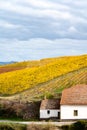 Colorful autumn landscape of oldest wine region in world Douro valley in Portugal, different varietes of grape vines growing on