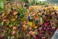 Colorful autumn landscape of oldest wine region in world Douro valley in Portugal, different varietes of grape vines growing on