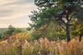 Colorful autumn landscape with pine