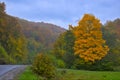 Colorful autumn landscape scene in the Ukrainian Carpathians. Royalty Free Stock Photo