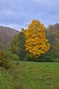 Colorful autumn landscape scene in the Ukrainian Carpathians. Royalty Free Stock Photo