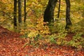 Meadow in autumn forest, amazing panoramic nature autumn scenery. Royalty Free Stock Photo
