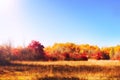 Colorful autumn landscape, trees and grass, nature Royalty Free Stock Photo