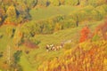 Beautiful landscape whit cows in autumn forest, yellow forest background