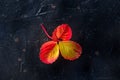 Colorful autumn leaf on a black background Royalty Free Stock Photo