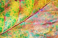 Colorful autumn leaf Royalty Free Stock Photo