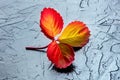 Colorful autumn leaf close-up on a black background, fall season Royalty Free Stock Photo