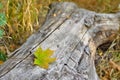 Colorful autumn leaf fell on a dry log