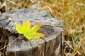 Colorful autumn leaf fell on a stump in the forest Royalty Free Stock Photo