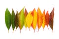 Colorful autumn leaf gradient transition from green to yellow and red leaves, fall foliage isolated on white Royalty Free Stock Photo