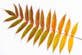 Colorful autumn leaf of staghorn sumac