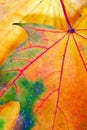 Colorful autumn leaf texture Royalty Free Stock Photo