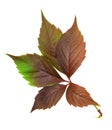 Colorful autumn leaf of wild grape Royalty Free Stock Photo