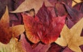 Colorful autumn leafs Royalty Free Stock Photo
