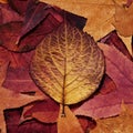 Colorful autumn leafs Royalty Free Stock Photo